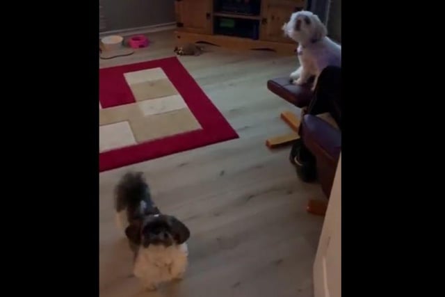 Paula Willis captured a video of her two dogs making a noise.