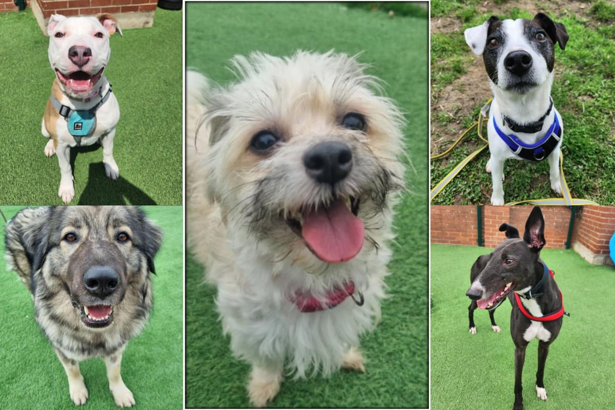 Sheffield rescue dogs: Meet 11 of the pooches at animal shelter in need of adoption today