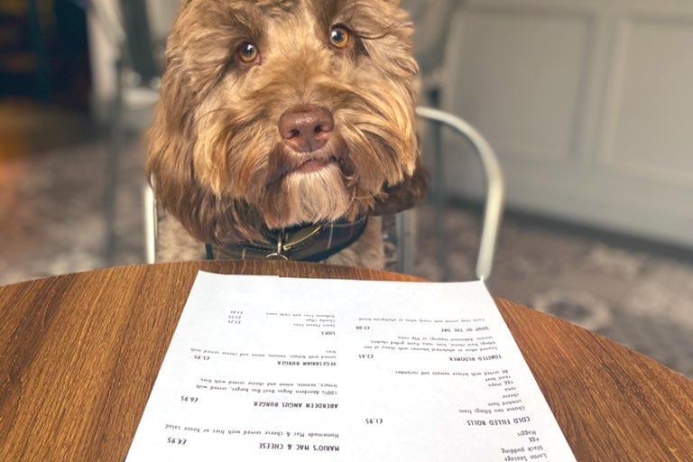 PR, Rachel Flynn, took her dog Biddy on to lunch at their local watering hole, Etore's, on Edinburgh’s Slateford Road. Rachel had macaroni cheese, and Biddy had three gravy bones and some water.