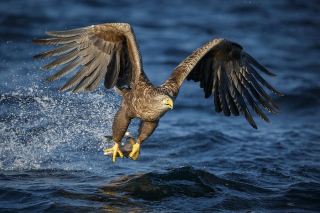 Sea eagles are among the iconic wildlife that can be seen locally - not to mention porpoises, otters, pine martens and red squirrels - attracting visitors to the area from around the globe