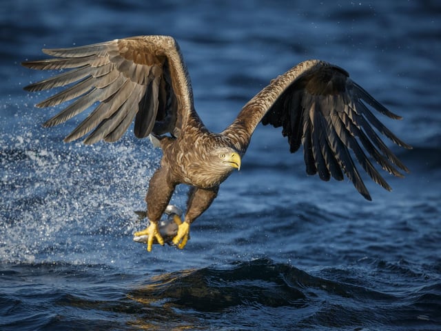 Sea eagles are among the iconic wildlife that can be seen locally - not to mention porpoises, otters, pine martens and red squirrels - attracting visitors to the area from around the globe