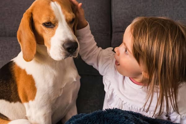 These are 10 of the most child-friendly breeds of dogs.