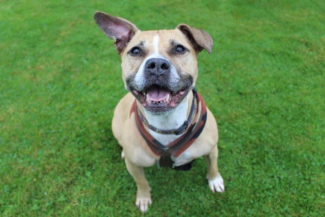 Jessie may be eight years old, she is still very playful and has an infectious love of life. She is friendly with her handlers but is avoidant of other dogs, so would need to be the only dog in an adult-only home, and walked in quieter areas. Breed: Staffordshire Cross.