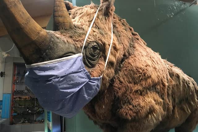 Weston Park Museum 's famous woolly rhino sporting the world's biggest face mask