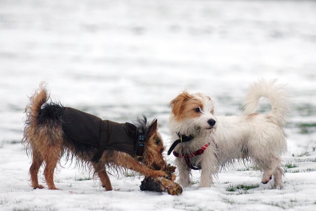 Australian terrier Alfie (left with jacket) and jack russell Bobby play oblivious to the snow in Ravenscraig Park, Kirkcaldy (Pic: Dan Phillips/TSPL)