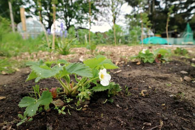 Allotment users in South Yorkshire are worried they may soon be stopped from using their plots.