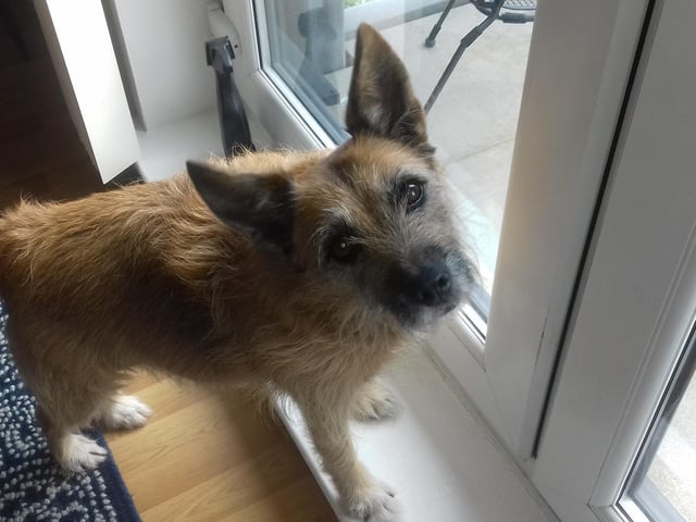 Maizy, a cross-terrier, who lives with owners Ruth and Karen Stevenson