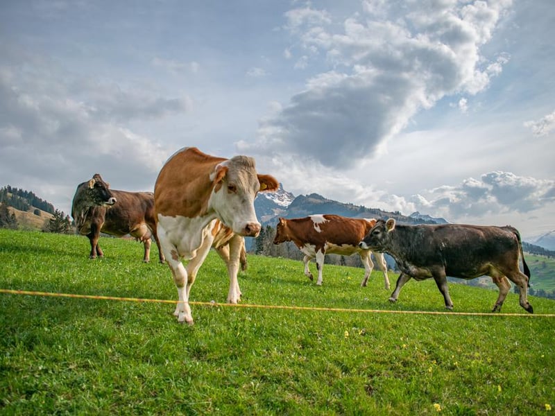 If you are found to be drunk and in charge of a cow in Scotland, then you could be jailed for up to 51 weeks or fined £200. It is illegal under the Licensing Act 1872 to be in charge of a carriage, horse, cow or steam engine.