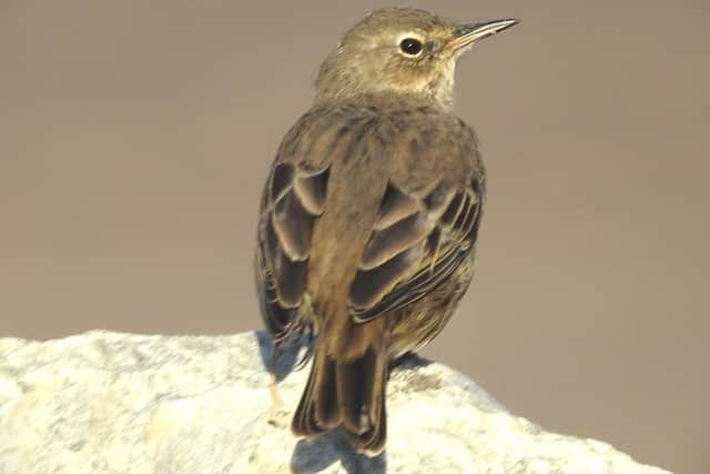 Meadow pipit by Ian Rotherham