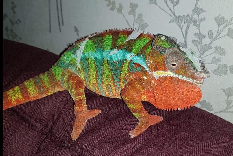 Arlo the grumpy chameleon