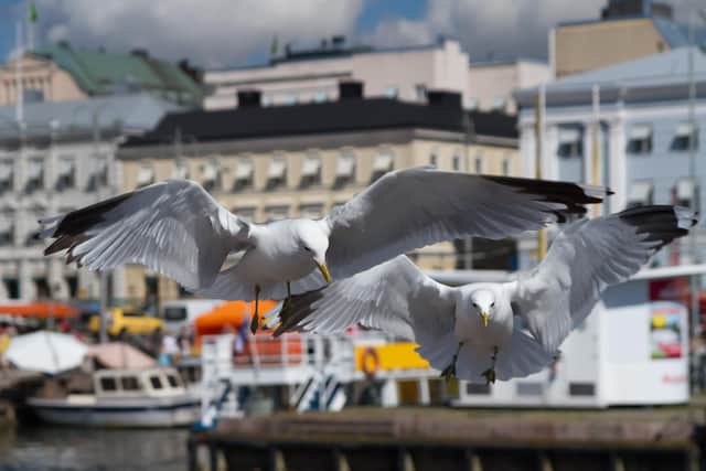 As Sheffielders head to the seaside during the school Easter holidays, a national trade body is urging people to be wary of gulls as their egg-laying season gets underway (Photo: Martin Kubista)