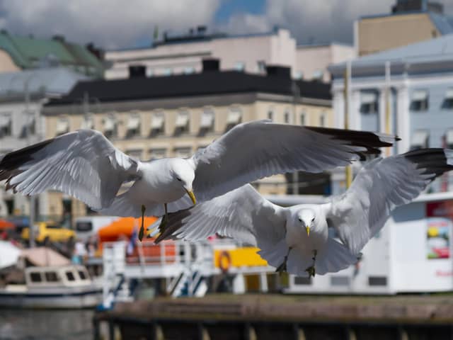 As Sheffielders head to the seaside during the school Easter holidays, a national trade body is urging people to be wary of gulls as their egg-laying season gets underway (Photo: Martin Kubista)