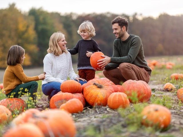 Find your perfect pumpkin among the speckled, warty, orange and white selection in all sizes. Families can enjoy pumpkin bowling, treasure hunts, giant puzzles, interactive games and toasting marshmallows. The Patchworks Pumpkins is open Friday, Saturday and Sunday and every day of the October half-term holiday. Tickets cost £4 per person for all ages from 3 years+. Three hours of parking is included (subject to availability. Book tickets at https://www.patchworkspumpkins.co.uk/book-your-visit (generic photo: Adobe Stock)