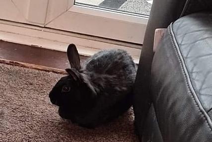 Luna the house rabbit is a 'lovely' new addition to the home of Sarah Cawley.