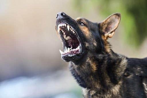 A boy, aged five, was injured in a dog attack involving three German Shepherds