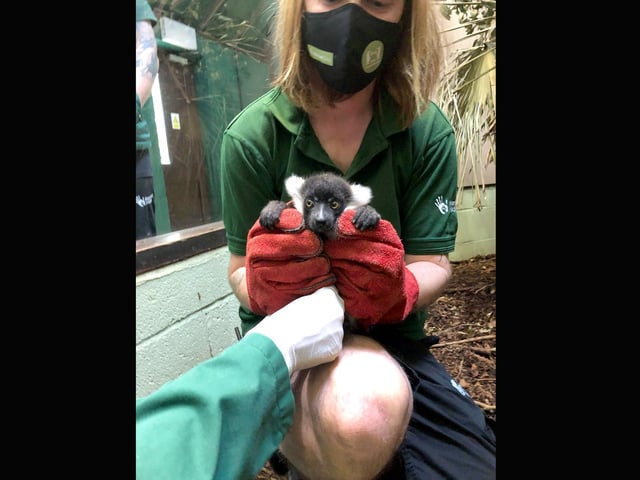 A baby lemur.