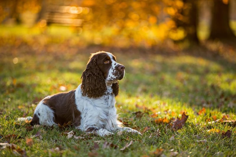 Do you have a Cocker Spaniel at home? These gun dogs are the third of the most popular in the North East. Image: Shutterstock