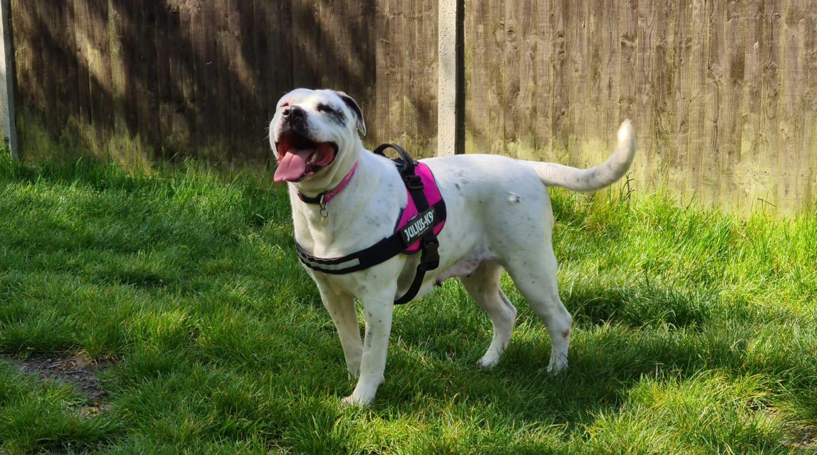 Naska is looking for a home