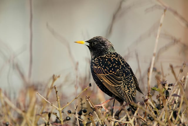 The Starling takes 2nd place in the Northumberland rankings, unchanged from last year.