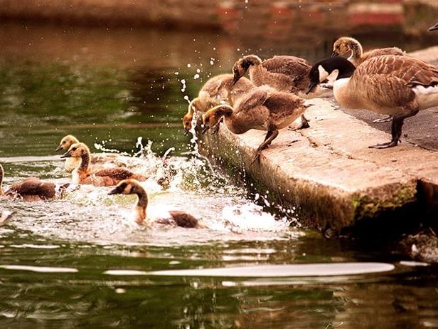 The soon to be culled young Canada Geese in Hillsborough Park are persuaded to get into the water by adult geese, June 19, 1997