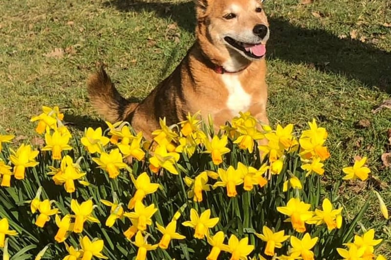 Daffodils in bloom - and a furry photo-bomber - captured by Ann Thomas