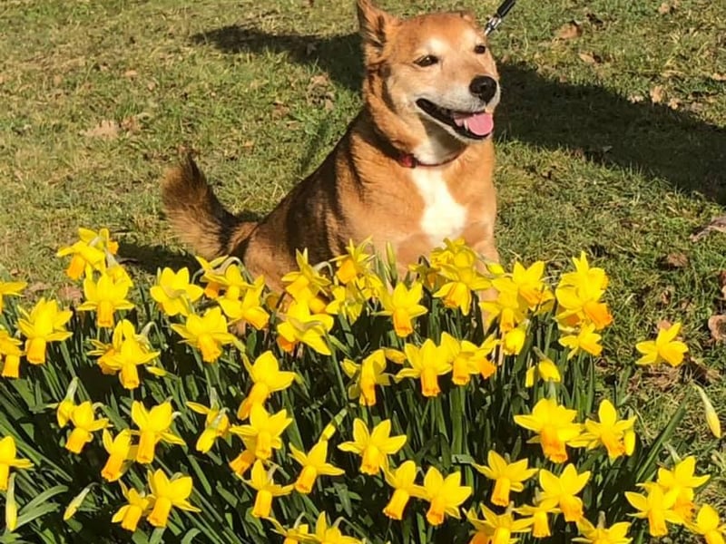 Daffodils in bloom - and a furry photo-bomber - captured by Ann Thomas