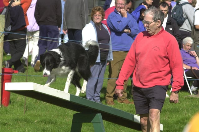 A competitor in the 1998 dog agility competition is seen in action