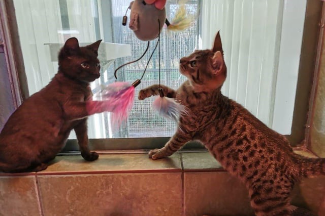 Artemis and Athena are sisters so would like to be rehomed together. They are very playful and curious girls so would like a family that can understand their kitten-needs