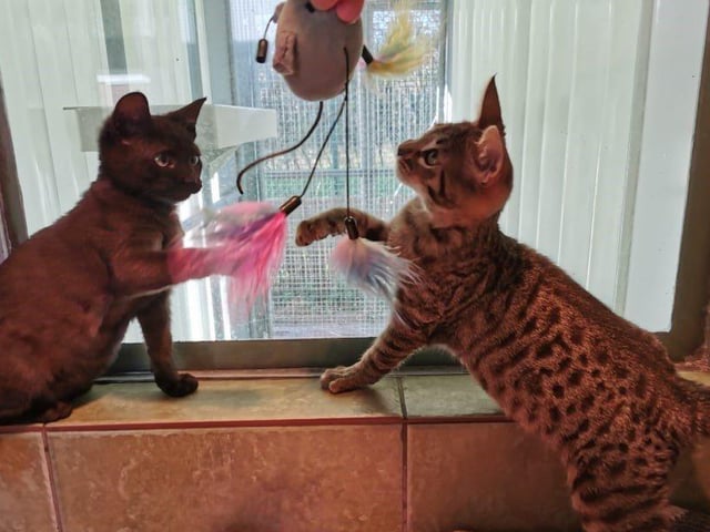 Artemis and Athena are sisters so would like to be rehomed together. They are very playful and curious girls so would like a family that can understand their kitten-needs