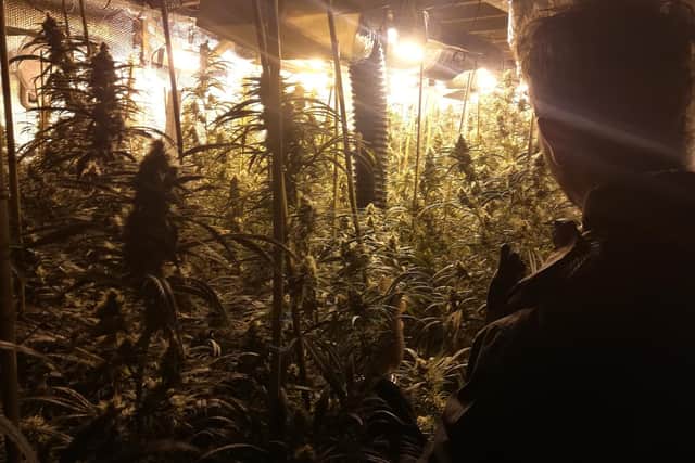 An investigation is under way following the discovery of a £700,000 cannabis is farm in Sheffield