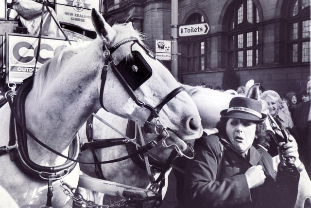 A traffic warden tries to avoid some unwanted equine attention at the launch of horse bus trips round Sheffield city centre  in February 1986