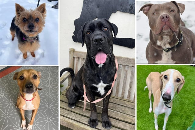 These loving dogs are searching for a new home...