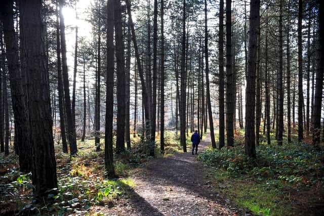 Rivelin Valley Spring Amazing Spring walks in and around Sheffield you can enjoy - from ...