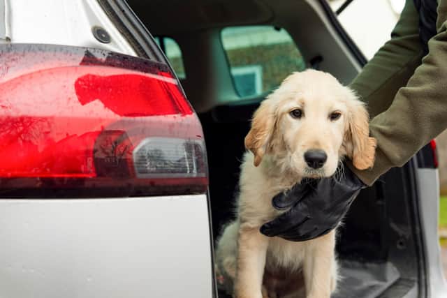 Less than 1 per cent of dog thefts reported last year in the UK have so far resulted in criminal charges.