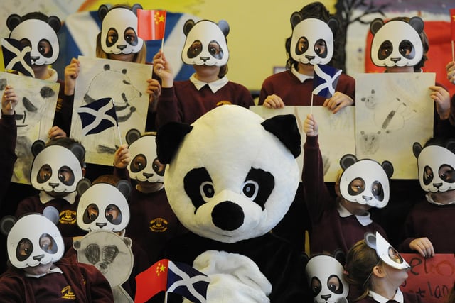 Pupils at the capital’s Craigentinny Primary School got a taste of the panda fever sweeping the nation today,  as celebrations marking the arrival of two giant pandas to Scotland from China come to classrooms.
Primary 1-7 pupils  got  a special visit from a giant panda mascot as part of an educational roadshow taking place in six schools across the country.  
The roadshow is part of the Scottish Government’s celebrations to welcome the giant pandas Tian Tian (Sweetie) and Yang Guang (Sunshine) who arrived in their new home at Edinburgh Zoo last Sunday (4th December).