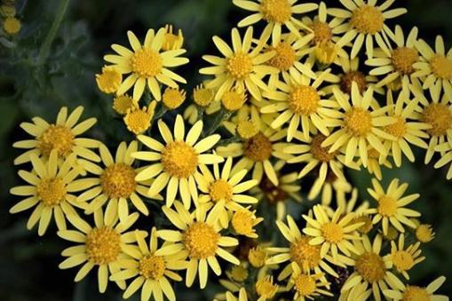 Bright and yellow flowers still in bloom from @happisap
