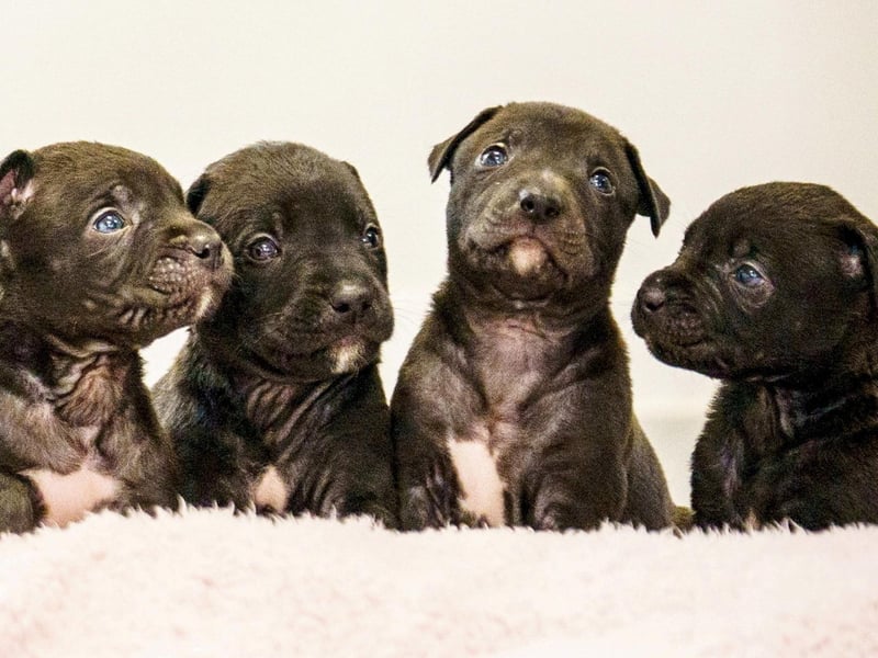 A huge litter of puppies at Chesterfield RSPCA Rescue centre all looking for a new home.