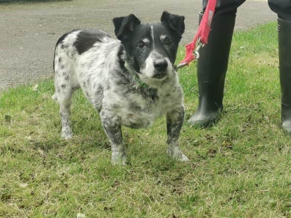 Sweet little Ronnie is looking for his retirement home. Being an older dog, he enjoys gentle short walks, followed by naps on the sofa.