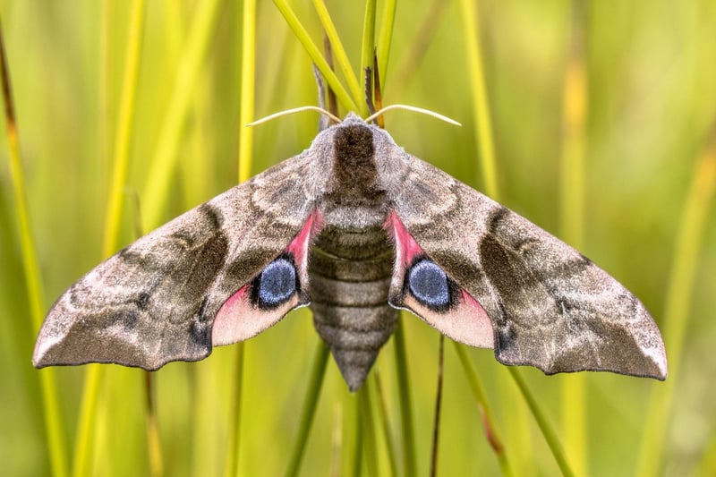 The quick-flying nocturnal Eyed Hawk Moth is quite rare in Scotland, but can occasionally be attracted to a bright light. They use the eyes on their hindwngs to trick predators into thinking they are a larger animal that should be avoided.