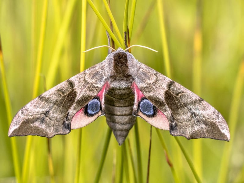 The quick-flying nocturnal Eyed Hawk Moth is quite rare in Scotland, but can occasionally be attracted to a bright light. They use the eyes on their hindwngs to trick predators into thinking they are a larger animal that should be avoided.