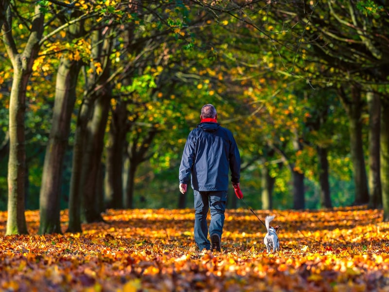 With 1,500 acres of parkland and bridlepaths, Temple Newsam is the place for dogs that need to run. The estate is vast enough that you can always find a quiet corner. If you're heading back toward North Leeds, The New Inn at Scarcroft prides itself on being dog-friendly, with water and treats always on hand.