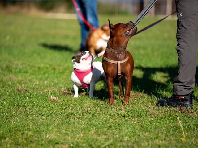 Two very different dogs, looking up at their owner
