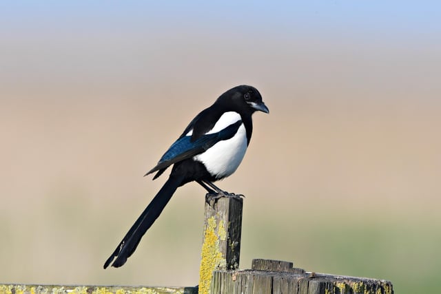 The Magpie takes 15th place in the Northumberland rankings, up one on last year. Places 16-20 are taken by the Carrion Crow, Feral Pigeon, Greenfinch, Tree Sparrow and Wren.