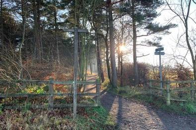 The woods look very welcoming indeed in this photo by Gayle Forsyth