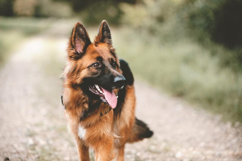 The beloved German Shepherd also came joint fourth, with 301,000 searches.