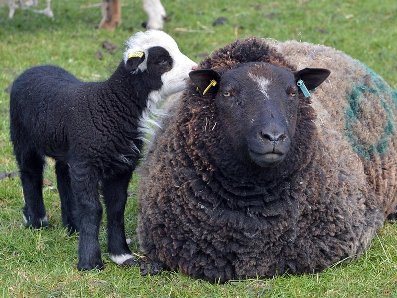 Just one of the lambs born in the past few weeks
