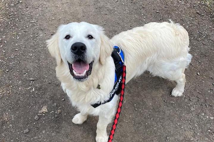 11-month-old Retriever Ned is ready for walkies!