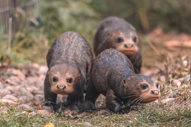 These otter-ly fabulous triplets ventured out into the reserve in October, three months after their birth at the park. The giant otter pups, who have yet to be named, plunged into their pool and rolled around on the grass under the watchful gaze of parents Alexandra and Orimar and the delight of visitors.