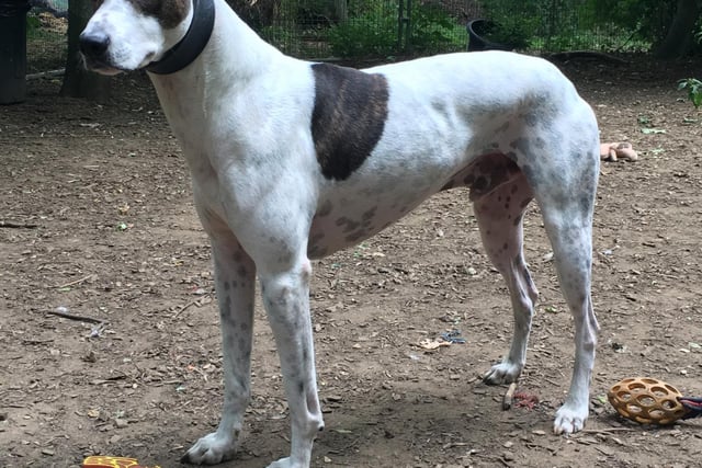 Duke is a five year old bull lurcher/greyhound mix and is described as a "big soppy boy" that loves a bit of fuss and dishing out kisses. He'll need someone who is willing to work on his separation anxiety. Available from WDW