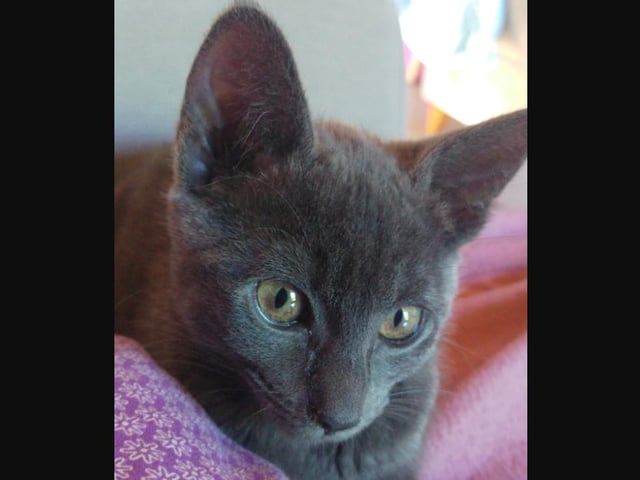 Cleo the cat, a Russian Blue mix, has helped Martine Manuel's daugher feel less lonely during lockdown